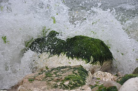 7. Mossy rock in Gaza by عشاق الرسم و التصوير