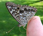 Adult, ventral view of wings.