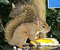 * Nomination Brazilian squirrel eating banana at Itamambuca Ecoresort, Ubatuba, SP, Brazil. By User:Fernando Fernandes da Silva --DarwIn 23:13, 8 June 2016 (UTC) * Decline Oversharpened --Cccefalon 05:26, 9 June 2016 (UTC)