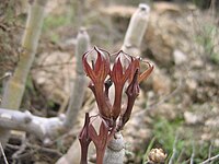 Ceropegia fusca