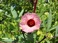 Hibiscus sabdariffa