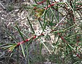 Hakea decurrens