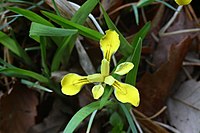 Iris minutoaurea