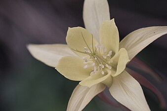 "Aquilegia_(Macro).jpg" by User:Dmitri Popov