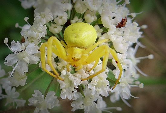 Yellow spider, France