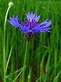 Inflorescence, Germany