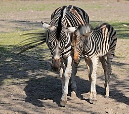 "Chapman-Zebras.jpg" by User:Stadtverwaltung Delitzsch