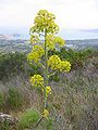 F. communis, in Corsica