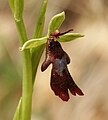 Ophrys insectifera Germany - Tauberland