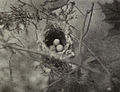 Vireo griseus (White-eyed Vireo) nest with one Molothrus ater egg.