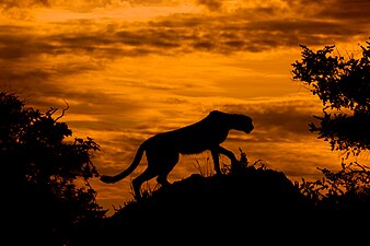 "Cheetah_at_Sunset.jpg" by User:Natr