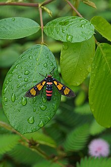 Euchromia elegantissima09921.jpg