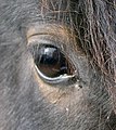 Category:Horse eyes