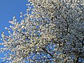 Tree in flower, France