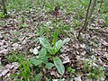 Orchis purpurea Germany - Rheinwald bei Karlsruhe