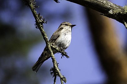 Papamoscas cincento