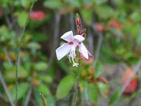 In Jeondeungsa, Korea