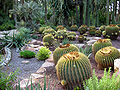 Grupo de Echinocactus grusoni en la Rocalla.