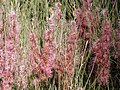 Hakea scoparia