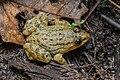 Limnonectes isanensis, Isan big-headed frog - Phu Kradueng National Park