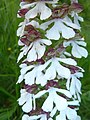 Orchis purpurea Germany - Rheinwald bei Forchheim (Baden)