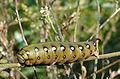 Lipikinis sfinksas Hyles gallii, caterpillar