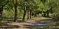 Plum-trees from South-Hungary, near the Mako city, beside the coast of Maros river