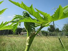 20160609Heracleum mantegazzianum4.jpg