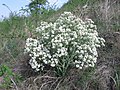 Crambe tataria