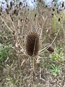 Dipsacus fullonum 154013763.jpg