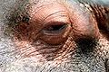 An eye of a Hippo