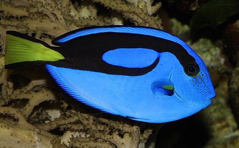 Paracanthurus hepatus (Regal Tang)