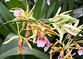 Phaius tankervilleae