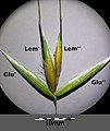 Spikelet with glumae (Glu) and lemmata (Lem)