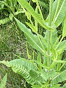 Dipsacus fullonum 135857342.jpg