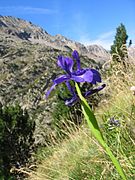 Iris xiphioides