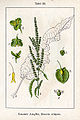 Rumex crispus vol. 4 - plate 52 in: Jacob Sturm: Deutschlands Flora in Abbildungen (1796)