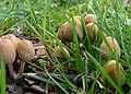 Kelminis mėšlagrybis Coprinus micaceus