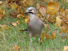 Eurasian Jay-Mindaugas Urbonas-2.jpg