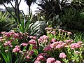 Le jardin du Moulin Neuf : fleurs.