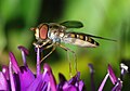 Image 106Marmelade fly