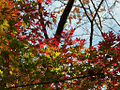 leaves turning red in autumn