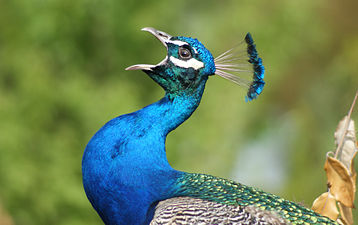 "Peacock_calling.jpg" by User:Albinfo