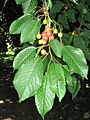 Foliage and ripening fruit