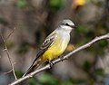 Image 100Western kingbird at Bush Terminal Park