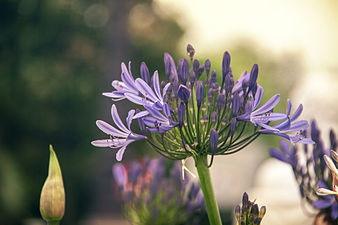 "Agapanthus_(9433130722).jpg" by User:File Upload Bot (Magnus Manske)