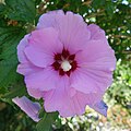 * Nomination Rose of Sharon (Hibiscus syriacus) in Fortschwihr (Haut-Rhin, France). --Gzen92 10:03, 27 July 2020 (UTC) * Promotion Please identify the flower. -- Ikan Kekek 10:49, 27 July 2020 (UTC)  Done I found the species. Gzen92 07:27, 28 July 2020 (UTC) Yay! Depth of field is short, but I'll  Support for enough of the center being sharp. -- Ikan Kekek 08:17, 28 July 2020 (UTC)