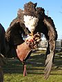 Bald Eagle (Haliaeetus leucocephalus)