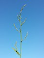 Inflorescence (individual with predominantly female flowers)