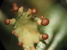 Cladonia pyxidata podetien.jpeg